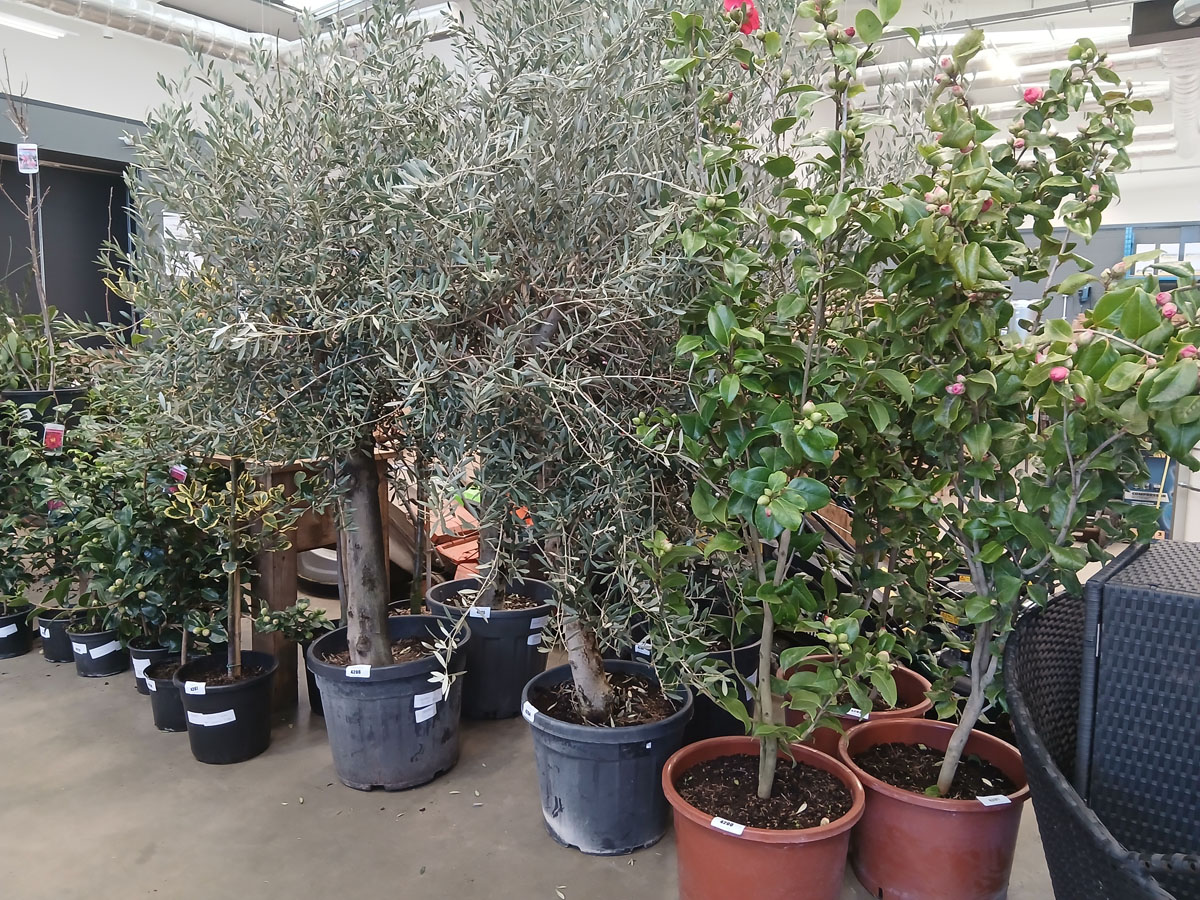 Bedford Weekly Auction