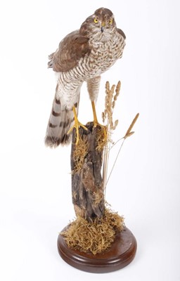 Lot 17 - Hen Sparrow Hawk mounted on rustic post