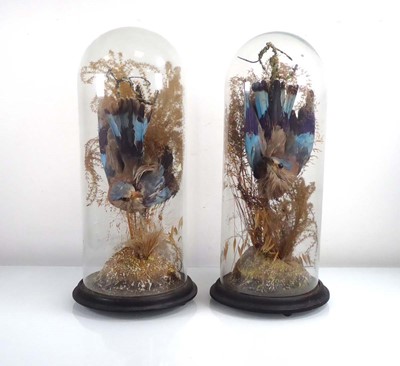 Lot 150 - A pair of Victorian taxidermy Lilac breasted...