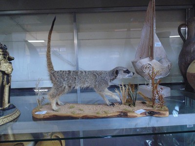 Lot 302 - A taxidermy study of a meerkat in a...