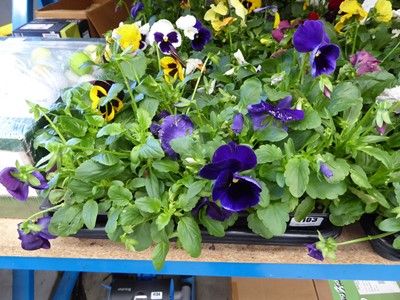 Lot 4103 - 2 trays of winter bedding Pansies