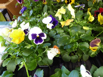 Lot 4104 - 2 trays of winter bedding Pansies