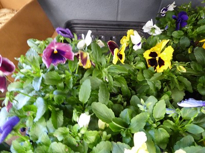 Lot 4105 - 2 trays of winter bedding Pansies