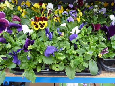 Lot 4106 - 2 trays of winter bedding Pansies