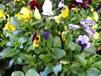 Lot 4107 - 2 trays of winter bedding Pansies