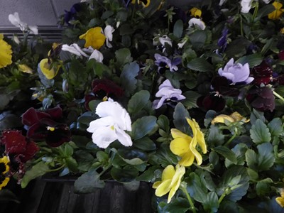 Lot 4108 - 2 trays of winter bedding Pansies