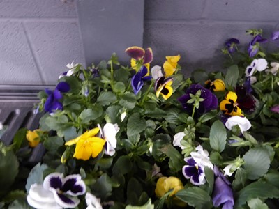 Lot 4109 - 2 trays of winter bedding Pansies