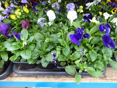 Lot 4110 - 2 trays of winter bedding Pansies