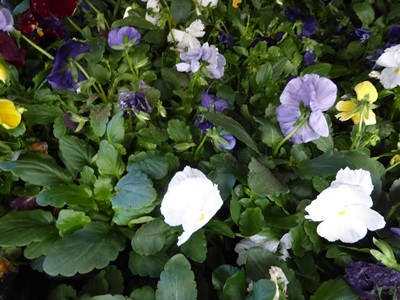 Lot 4111 - 2 trays of winter bedding Pansies