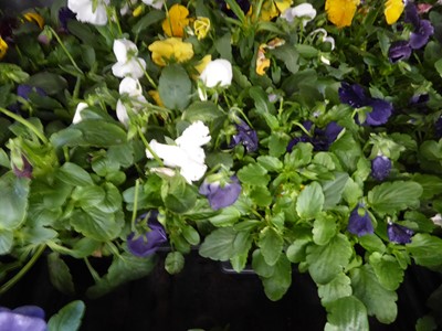 Lot 4112 - 2 trays of winter bedding Pansies