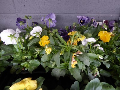 Lot 4113 - 2 trays of winter bedding Pansies