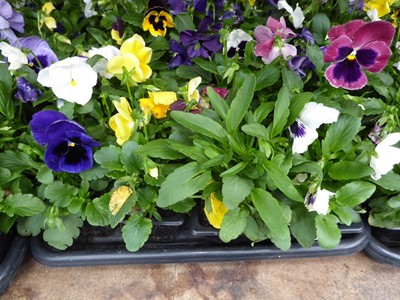 Lot 4114 - 2 trays of winter bedding Pansies