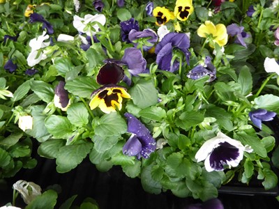 Lot 4115 - 2 trays of winter bedding Pansies