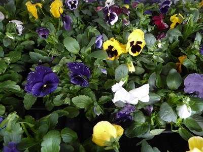 Lot 4116 - 2 trays of winter bedding Pansies