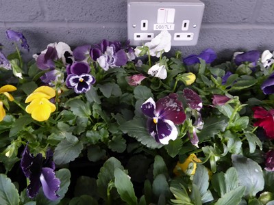 Lot 4117 - 2 trays of winter bedding Pansies