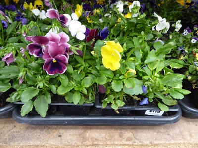 Lot 4118 - 2 trays of winter bedding Pansies