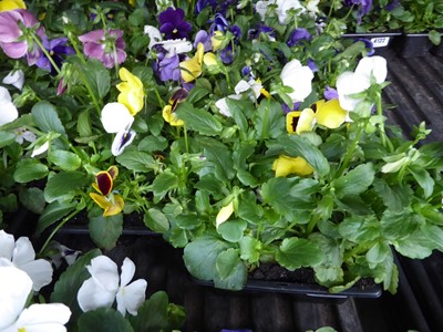 Lot 4119 - 2 trays of winter bedding Pansies