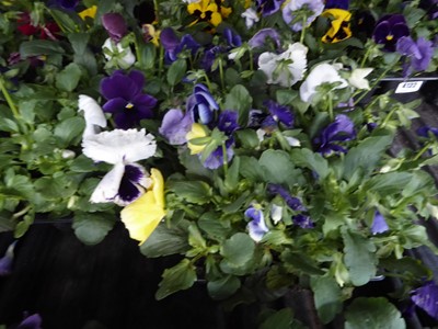 Lot 4120 - 2 trays of winter bedding Pansies