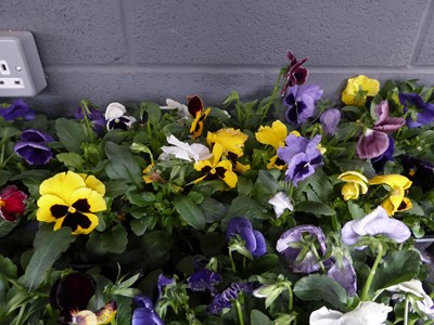 Lot 4121 - 2 trays of winter bedding Pansies