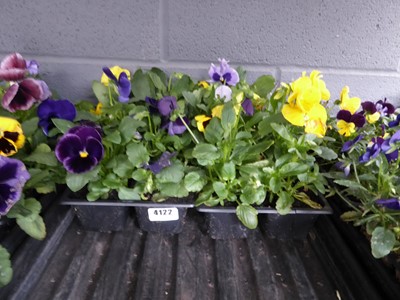 Lot 4122 - 2 trays of winter bedding Pansies