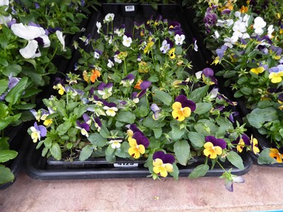 Lot 4123 - 2 trays of winter bedding Violas