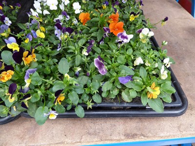 Lot 4124 - 2 trays of winter bedding Violas