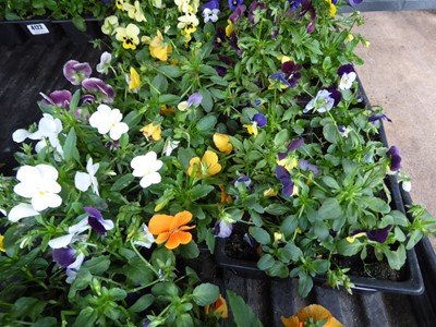 Lot 4125 - 2 trays of winter bedding Violas