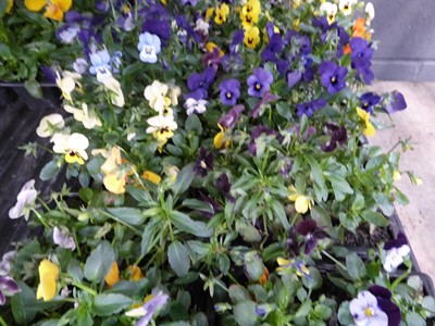 Lot 4126 - 2 trays of winter bedding Violas