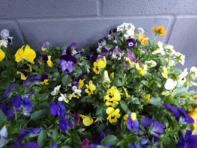 Lot 4127 - 2 trays of winter bedding Violas