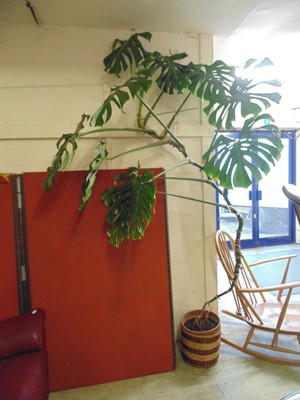 Lot 47 - A large monstera plant in pot