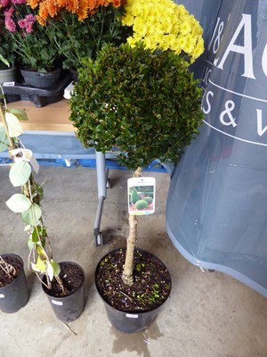 Lot 2183 - Potted Buxus ball shrub