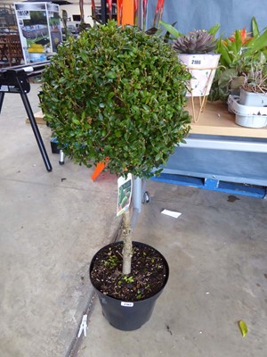 Lot 2182 - Potted Buxus ball shrub