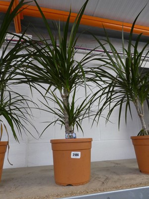 Lot 2186 - Potted Dracaema Margimata