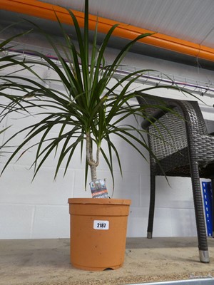 Lot 2187 - Potted Dracaema Margimata