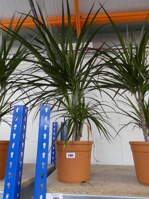 Lot 2185 - Potted Dracaema Margimata