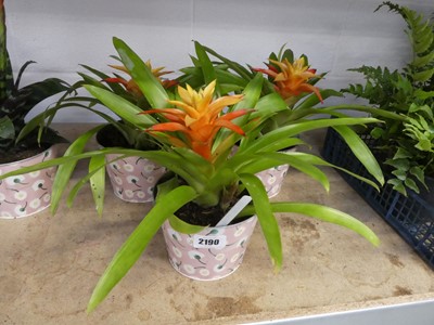 Lot 2190 - 3 potted Guzmania