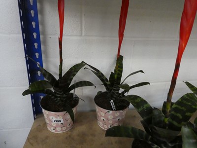 Lot 2193 - Pair of potted Vaiesea