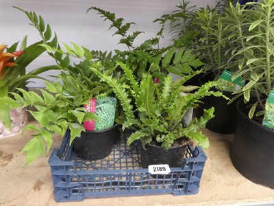 Lot 2189 - 3 potted ferns