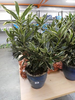 Lot 2198 - Large potted silver edge rhododendron in blue...