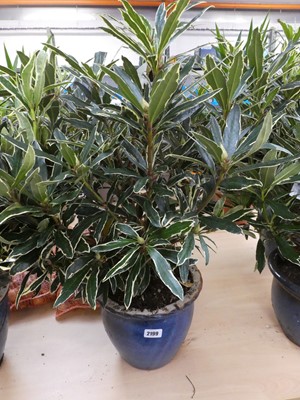 Lot 2199 - Large potted silver edge rhododendron in blue...