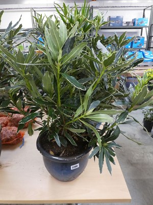 Lot 2200 - Large potted silver edge rhododendron in blue...