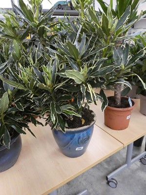 Lot 2201 - Large potted silver edge rhododendron in blue...