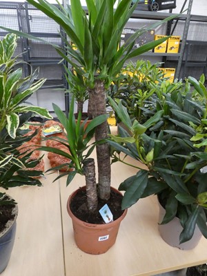 Lot 2202 - Potted yucca