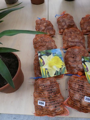 Lot 2204 - 4 nets of Fortune daffodil bulbs