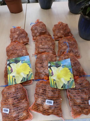 Lot 2205 - 4 nets of Fortune daffodil bulbs