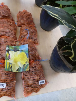 Lot 2206 - 4 nets of Fortune daffodil bulbs