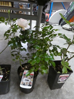 Lot 2208 - Potted Storyteller Floribunda rose