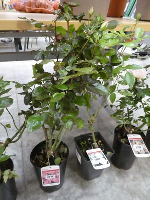 Lot 2210 - Potted Dearest Floribunda rose