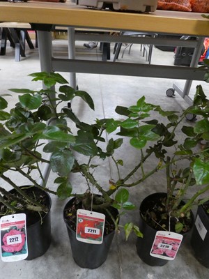 Lot 2211 - Potted Love Knot patio climbing rose