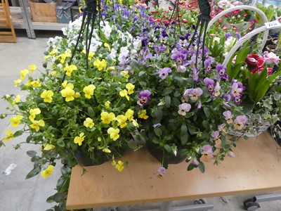 Lot 2214 - Pair of viola hanging baskets